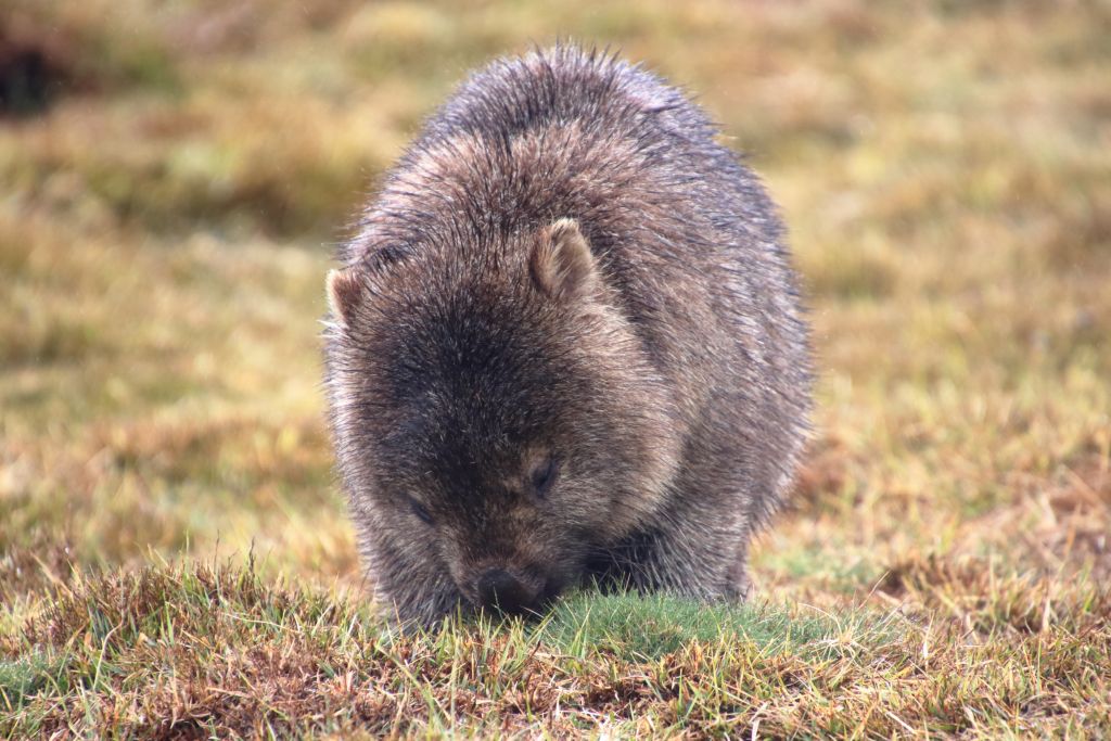 Du betrachtest gerade Australien 2025 Tag 21: Narawntapu und Cradle Mountain