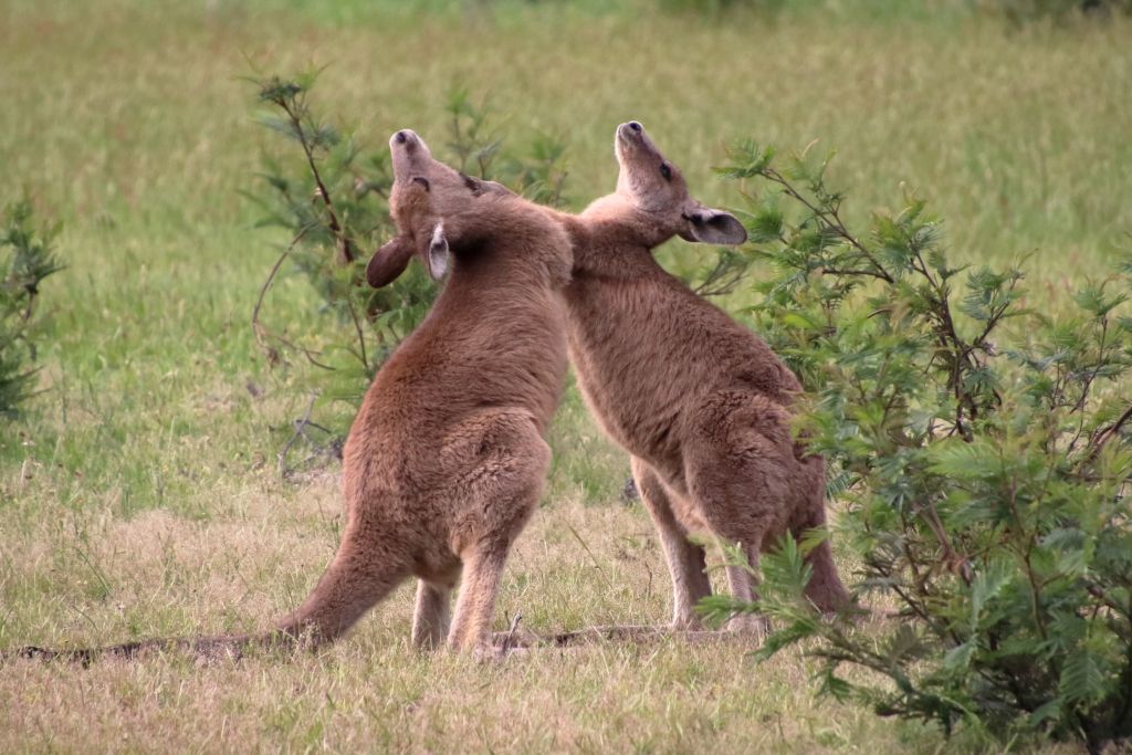 Du betrachtest gerade Australien 2025 Tag 15: Grampians