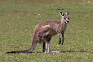 Mehr über den Artikel erfahren Australien 2025 Tag 14: Victor Harbor – Halls Gap