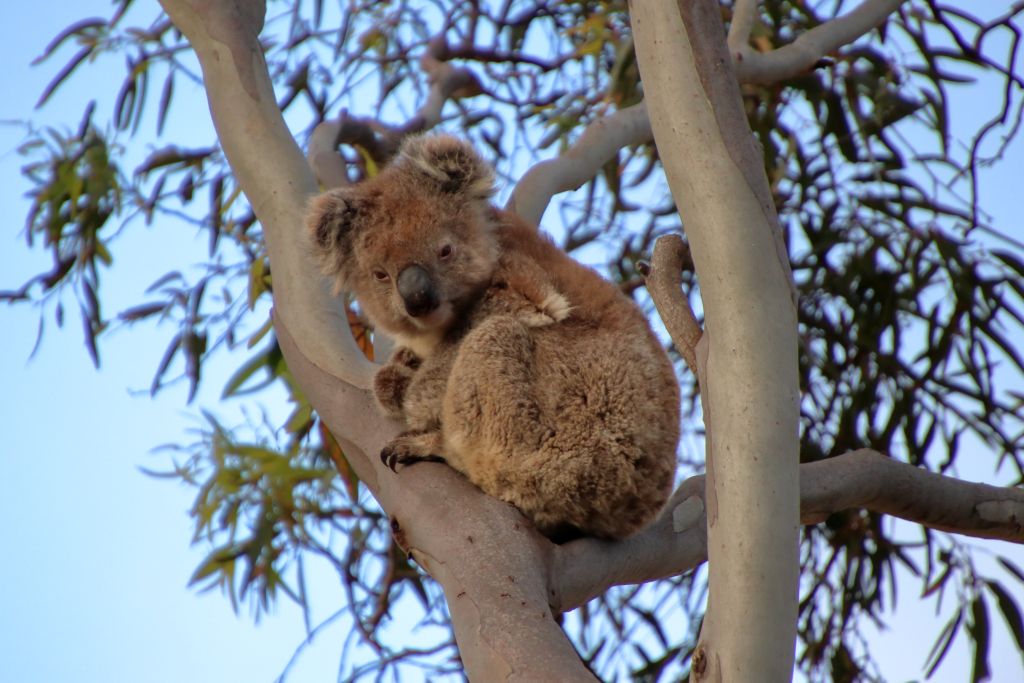 Australien 2025 Tag 12: Kangaroo Island