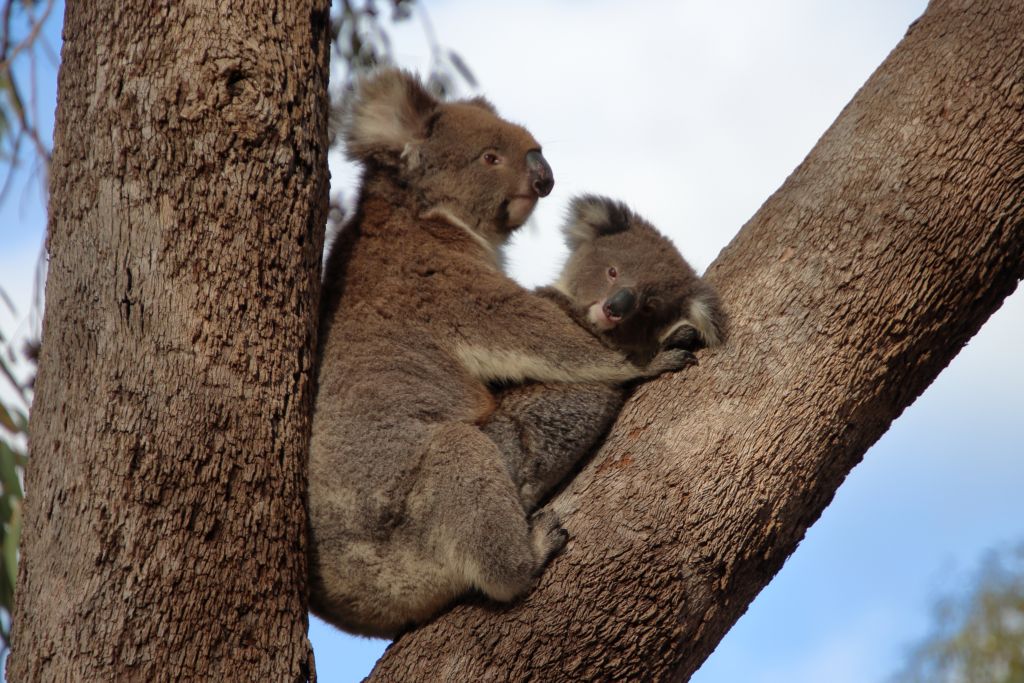 Australien 2025 Tag 10: Kangaroo Island