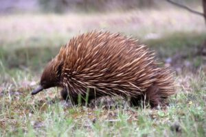 Mehr über den Artikel erfahren Australien 2025 Tag 11: Kangaroo Island