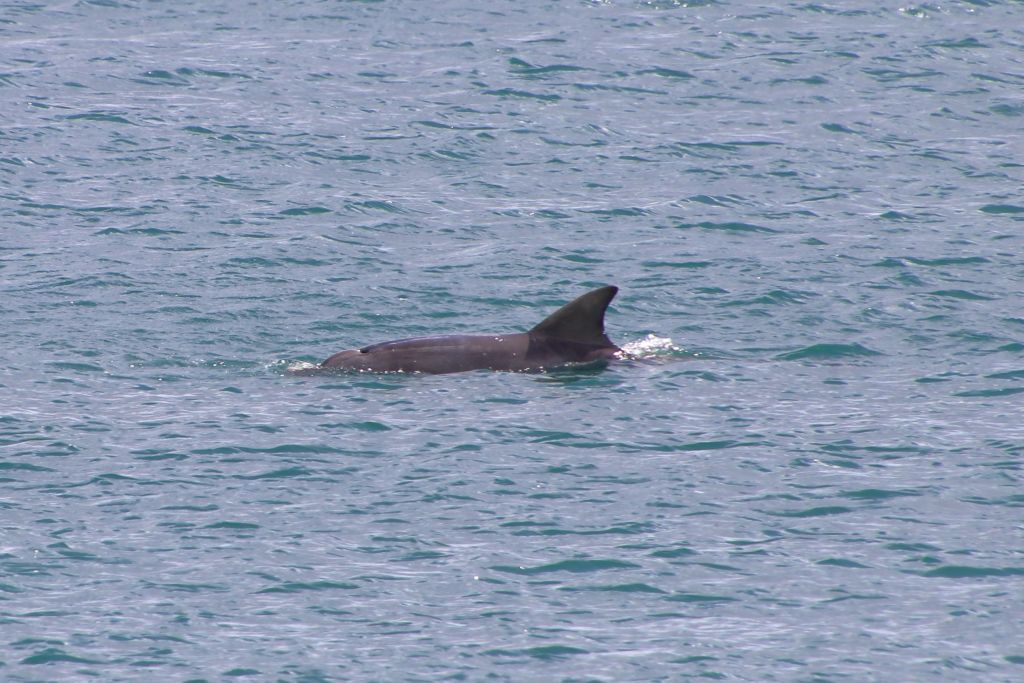 Du betrachtest gerade Australien 2025 Tag 13: Kangaroo Island – Victor Harbor