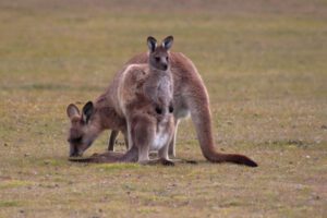 Mehr über den Artikel erfahren Australien 2025 Tag 20: Narawntapu