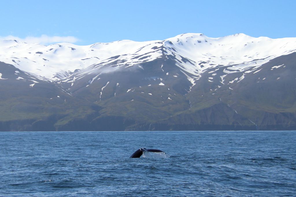 Du betrachtest gerade Island 2026 Tag 15: Húsavík