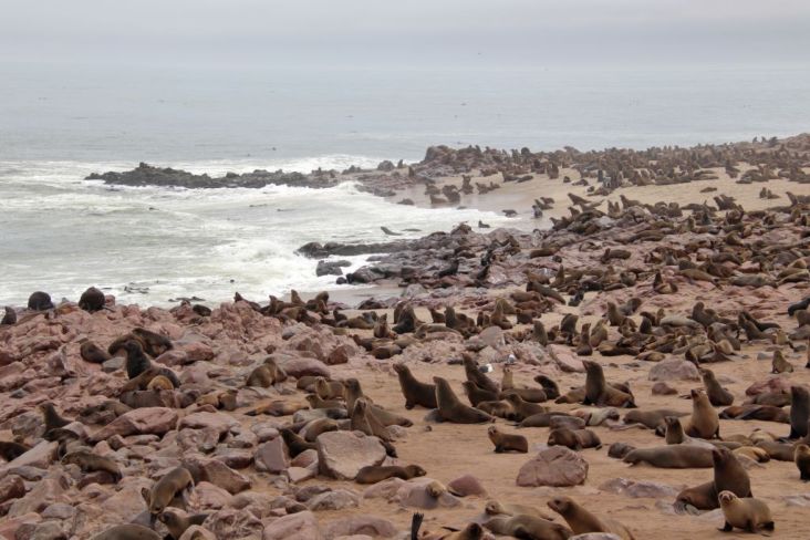 Du betrachtest gerade Namibia 2023 Tag 13: Cape Cross