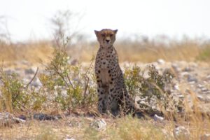 Mehr über den Artikel erfahren Namibia 2023 Tag 19: Etosha