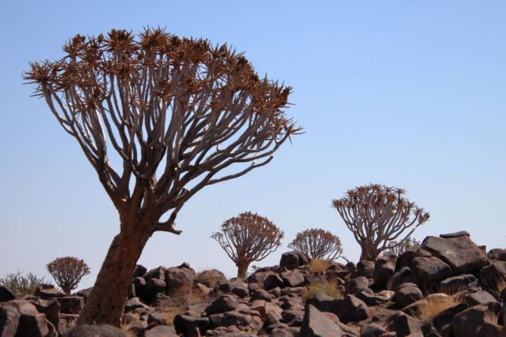 Du betrachtest gerade Namibia 2023 Tag 4: Keetmanshoop