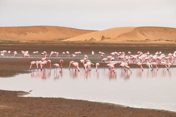Du betrachtest gerade Namibia 2023 Tag 12: Walvis Bay