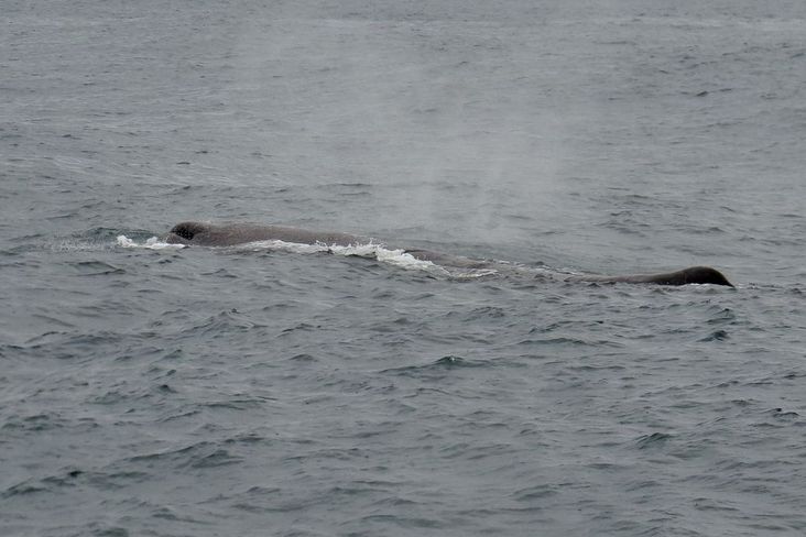 Mehr über den Artikel erfahren Neuseeland 2015 Tag 1: Kaikoura