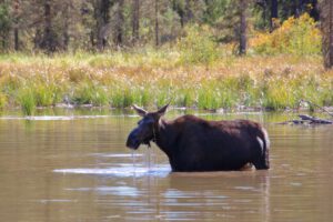 Mehr über den Artikel erfahren USA 2024 Tag 5: Grand Teton